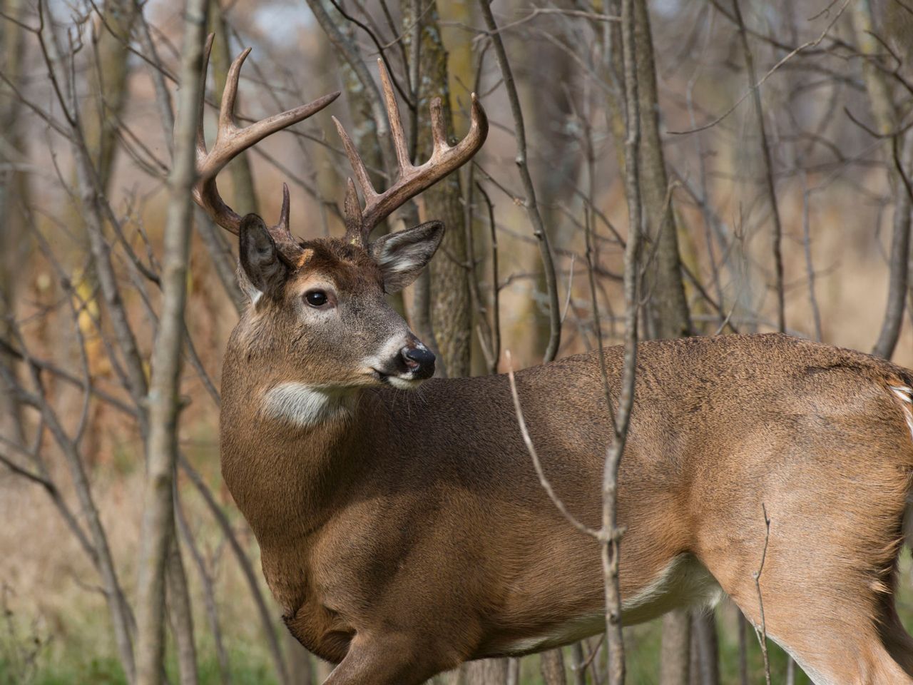 A buck walking through the woods during hunting season.