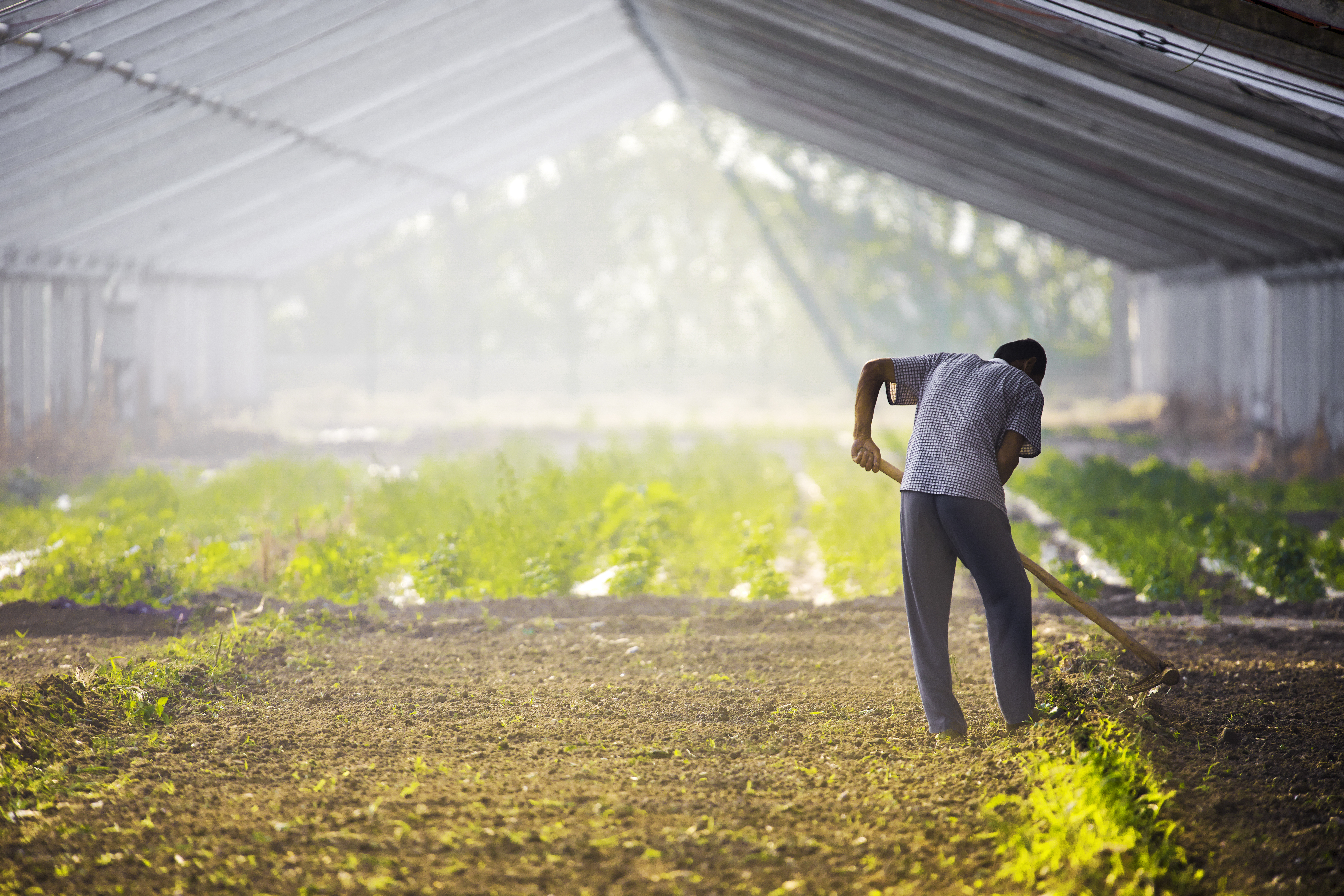 A farm worker tends to crops in a large greenhouse.