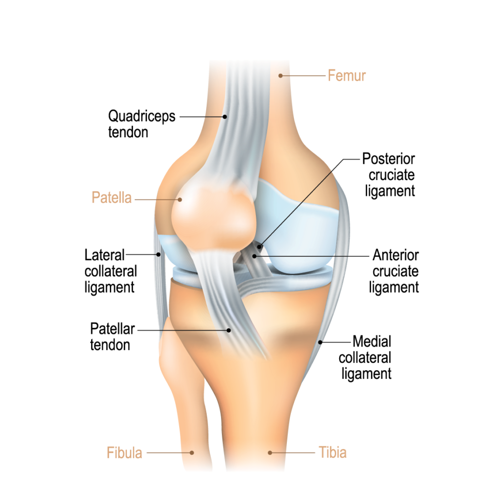 Anatomical graphic of knee pointing out ligaments and bones.