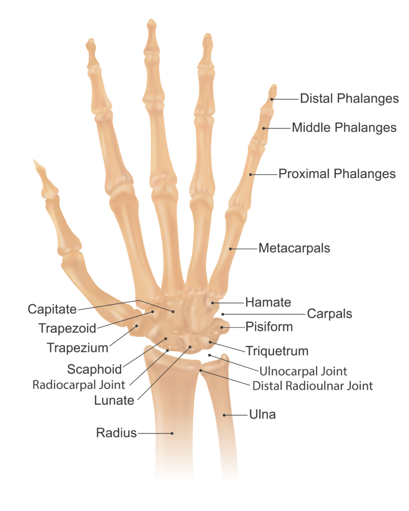 wrist anatomy