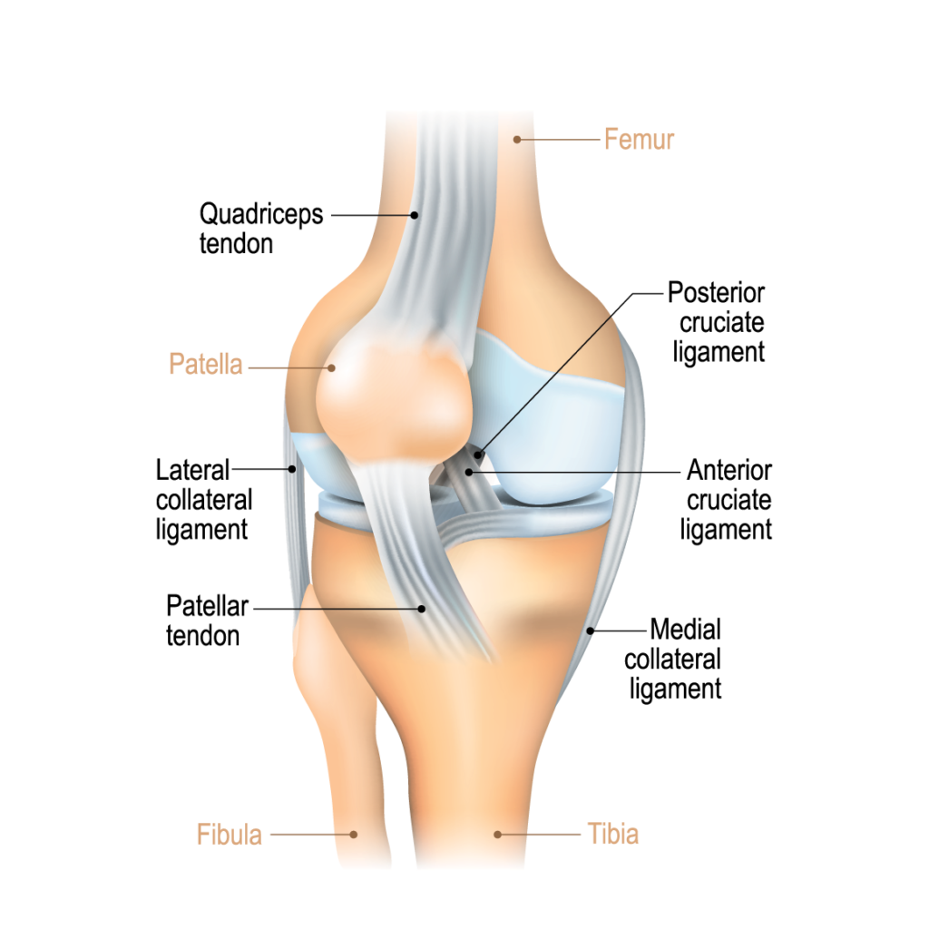 Illustration of a human knee joint with labeled parts including ligaments, cartilage, and bones.