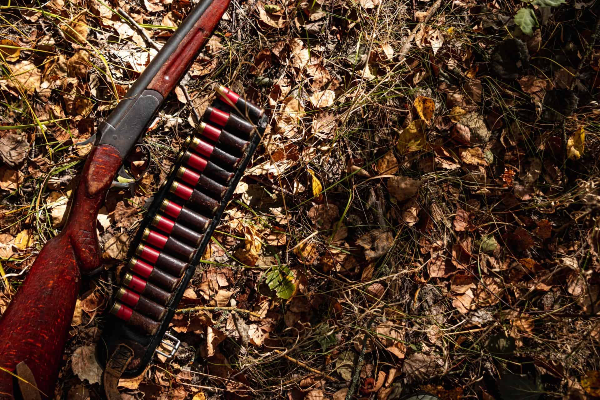 A shotgun with a wooden stock and a belt of red shotgun shells lie on a bed of dry leaves and grass.