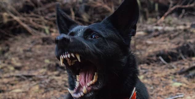 Black dog with mouth open, showing teeth, in a forest setting.